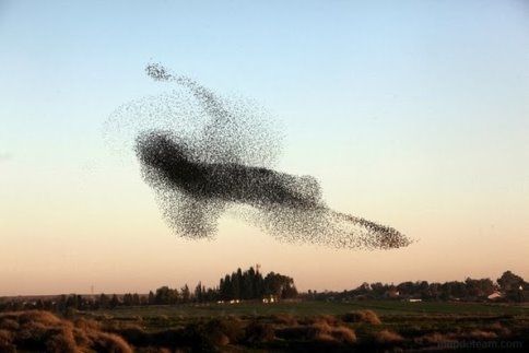 Sığırcık Kuşlarının Gökyüzündeki Dansı